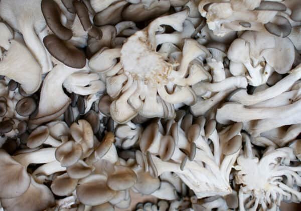 Gluosninė kreivabudė - Oyster Mushroom (Pleurotus ostreatus)