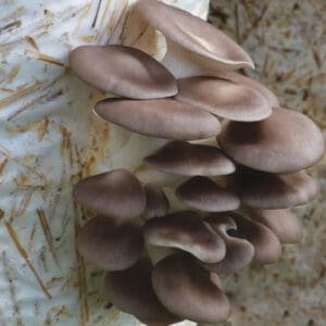 Gluosninė kreivabudė - Oyster Mushroom (Pleurotus ostreatus)