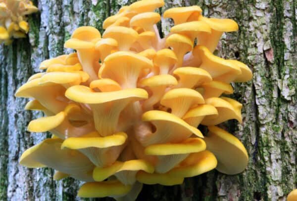 Citrininė kreivabudė - Golden Oyster Mushroom (Pleurotus citrinopileatus)