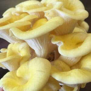 Citrininė kreivabudė - Golden Oyster Mushroom (Pleurotus citrinopileatus)