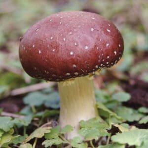 Rusvakepurė gleiviabudė – Garden Giant, Wine Cap Mushroom (Stropharia rugoso-annulata)