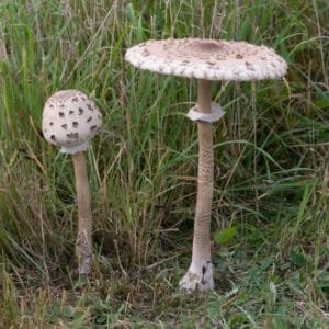 Skėtinė žvynabudė - Parasol Mushroom (Macrolepiota procera)