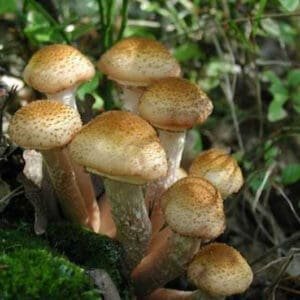 Paprastasis kelmutis - Honey Mushroom (Armillaria mellea) rąstams