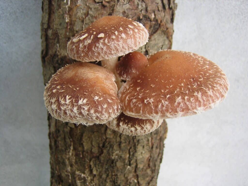 Valgomasis dantenis Šitakis - Shiitake (Lentinula edodes)