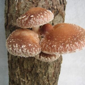 Valgomasis dantenis Šitakis - Shiitake (Lentinula edodes)