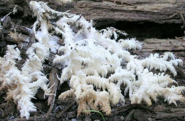 Korališkasis trapiadyglis - Coral Tooth Fungus (Hericium ramosum)