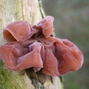 Tikrasis ausiagrybis Jew's Ear (Auricularia auricula-judae)