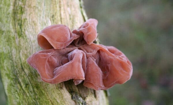 Tikrasis ausiagrybis Jew's Ear (Auricularia auricula-judae)