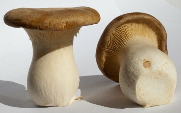 Karališkas trimitas - King Oyster Mushroom ERYNGII (Pleurotus eryngii)