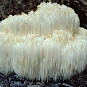 Liūto karčiai - Monkey Head LION’S MANE (Hericium erinaceus)