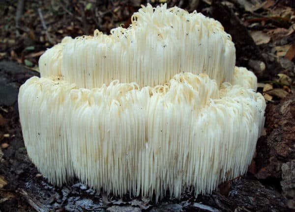 Liūto karčiai - Monkey Head LION’S MANE (Hericium erinaceus)