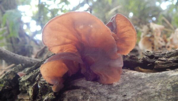 Tikrasis ausiagrybis Jew's Ear (Auricularia auricula-judae)