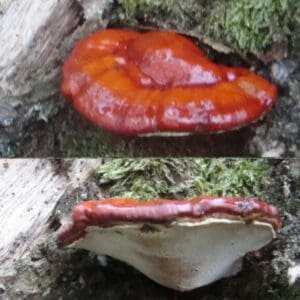 Tikrinis blizgutis Raudonas- Reishi Mushroom Red REISHI (Ganoderma lucidum)