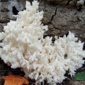 Korališkasis trapiadyglis - Coral Tooth Fungus (Hericium ramosum)