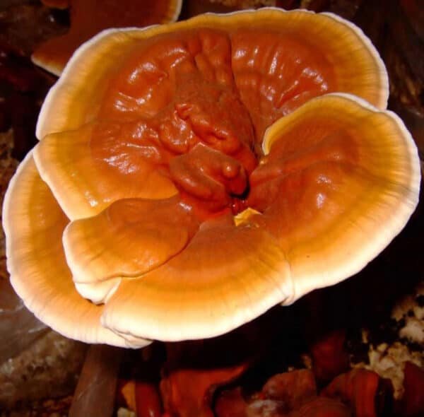 Reishi