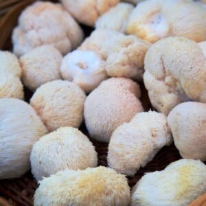 Liūto karčiai - Monkey Head LION’S MANE (Hericium erinaceus)