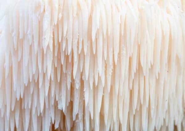 Liūto karčiai - Monkey Head LION’S MANE (Hericium erinaceus)