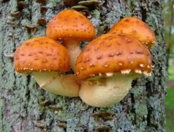 Lipnioji Skujagalvė - Chestnut Mushroom (Pholiota adiposa)