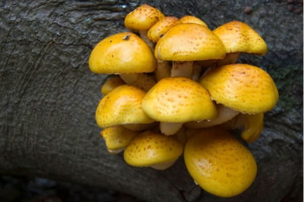 Lipnioji Skujagalvė - Chestnut Mushroom (Pholiota adiposa)