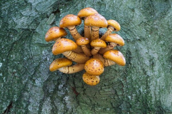 Lipnioji Skujagalvė - Chestnut Mushroom (Pholiota adiposa)