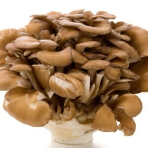 Kuokštinė grifolė - Hen-of-the-Woods MAITAKE (Grifola frondosa)