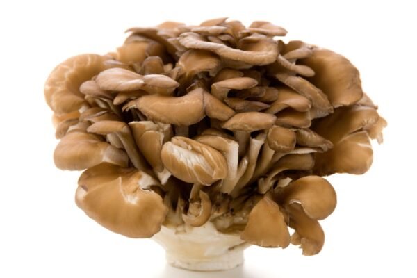 Kuokštinė grifolė - Hen-of-the-Woods MAITAKE (Grifola frondosa)