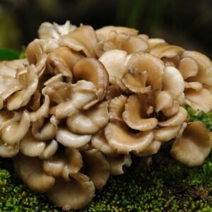 Kuokštinė grifolė - Hen-of-the-Woods MAITAKE (Grifola frondosa)