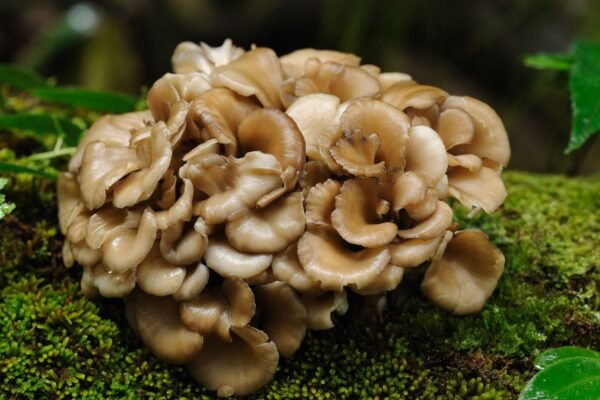 Kuokštinė grifolė - Hen-of-the-Woods MAITAKE (Grifola frondosa)