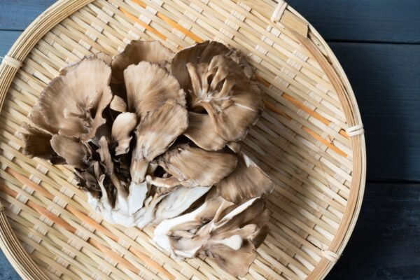 Kuokštinė grifolė - Hen-of-the-Woods MAITAKE (Grifola frondosa)