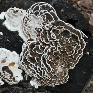 Įvairiaspalvis žievenis - Many-Zoned Polypore TURKEY TAIL (Trametes versicolor)