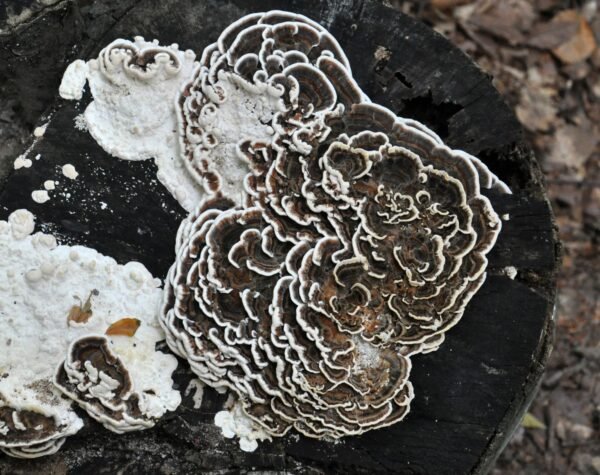 Įvairiaspalvis žievenis - Many-Zoned Polypore TURKEY TAIL (Trametes versicolor)