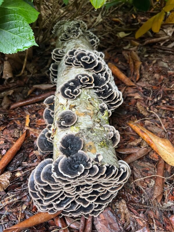 Įvairiaspalvis žievenis - Many-Zoned Polypore TURKEY TAIL (Trametes versicolor)