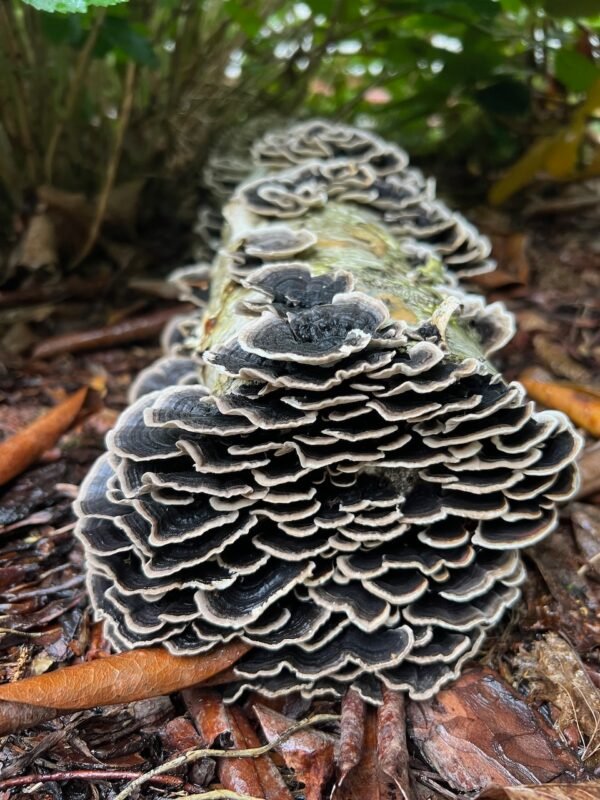 Įvairiaspalvis žievenis - Many-Zoned Polypore TURKEY TAIL (Trametes versicolor)