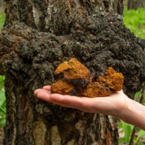 Juodasis beržo grybas, įžulnusis skylenis, čaga - Chaga (Inonotus obliquus) kaišteliais