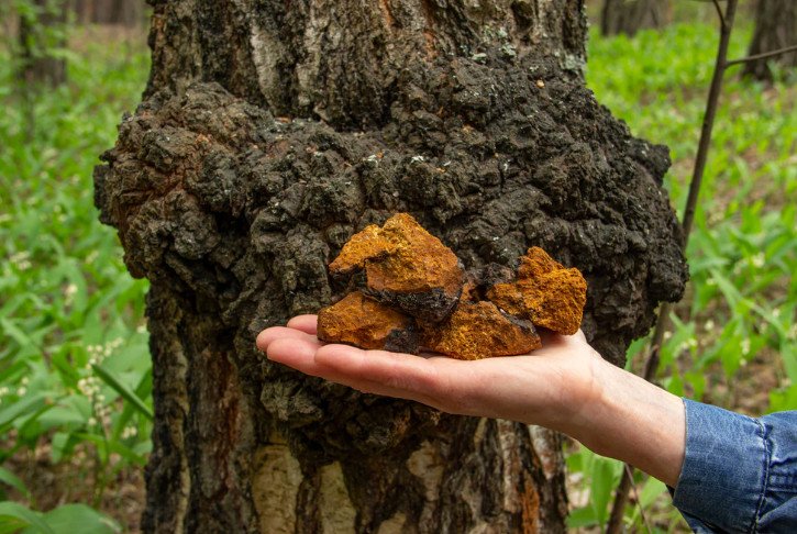 Juodasis beržo grybas, įžulnusis skylenis, čaga - Chaga (Inonotus obliquus) kaišteliais