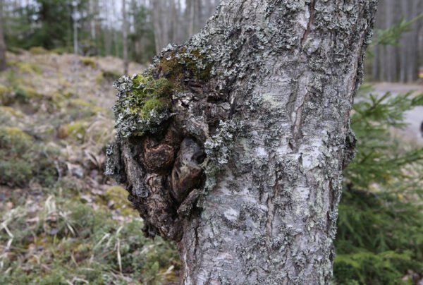 Juodasis beržo grybas, įžulnusis skylenis, čaga - Chaga (Inonotus obliquus) kaišteliais