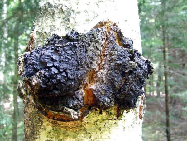 Juodasis beržo grybas, įžulnusis skylenis, čaga - Chaga (Inonotus obliquus) kaišteliais