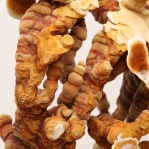 Tikrinis blizgutis – Yellow Reishi – Paruošta pakuotė auginimui namuose