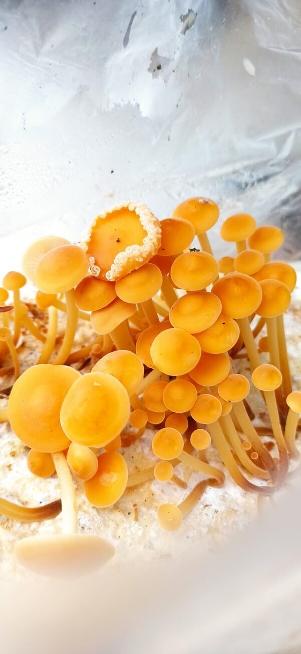 Auginimo pakuotė Enoki - Geltonoji Plempė - Velvet Foot Collybia ENOKI (Flammulina velutipes)