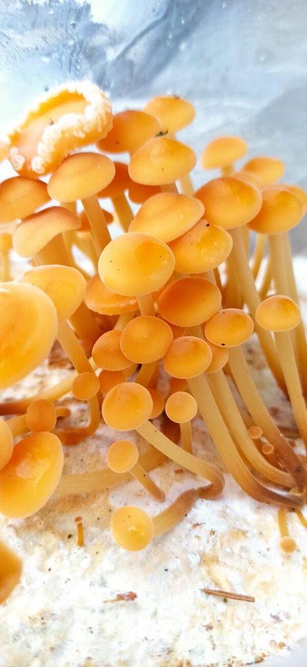 Auginimo pakuotė Enoki - Geltonoji Plempė - Velvet Foot Collybia ENOKI (Flammulina velutipes)