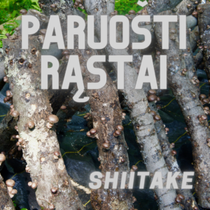 Paruošti shiitake rąstai su grybiena