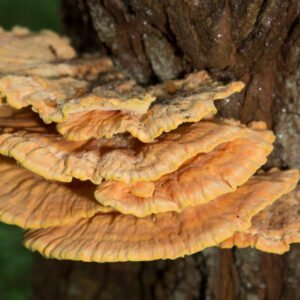 Valgomoji geltonpintė Sulphur Shelf Chicken of the Woods (Laetiporus sulphureus) grūdai