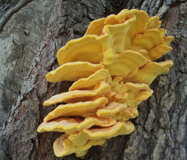 Valgomoji geltonpintė Sulphur Shelf Chicken of the Woods (Laetiporus sulphureus) grūdai