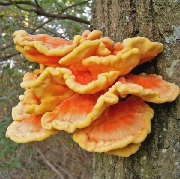 Valgomoji geltonpintė Sulphur Shelf Chicken of the Woods (Laetiporus sulphureus) grūdai