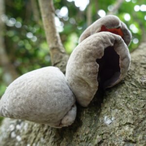 Ausiagrybis Wood Ear Mushroom (Auricularia polytricha) rąstams