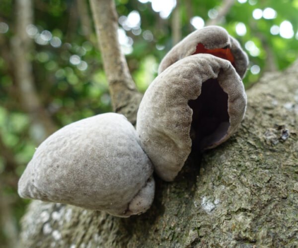 Ausiagrybis Wood Ear Mushroom (Auricularia polytricha) rąstams