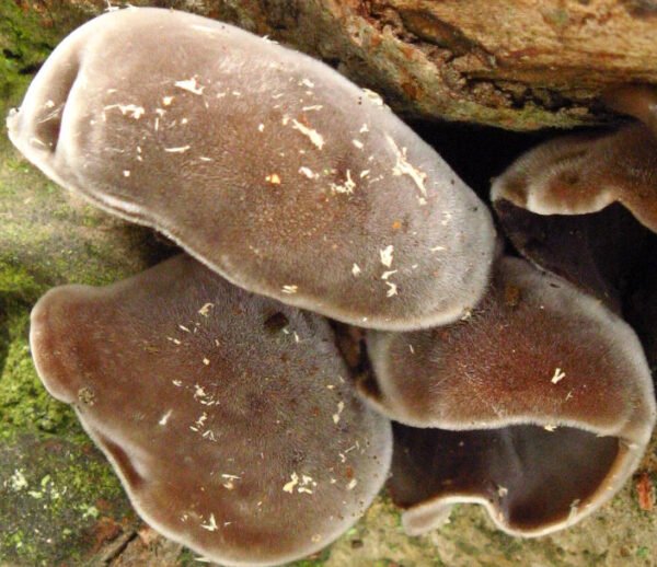 Ausiagrybis Wood Ear Mushroom (Auricularia polytricha) rąstams