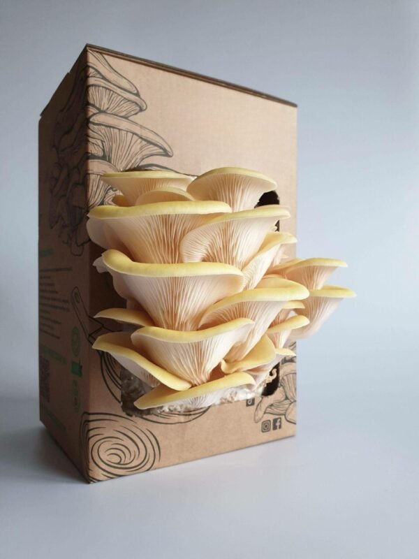 Citrininė kreivabudė - Golden Oyster Mushroom (Pleurotus citrinopileatus) auginimo pakuotė namuose