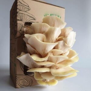 Citrininė kreivabudė - Golden Oyster Mushroom (Pleurotus citrinopileatus) auginimo pakuotė namuose