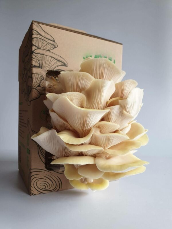 Citrininė kreivabudė - Golden Oyster Mushroom (Pleurotus citrinopileatus) auginimo pakuotė namuose